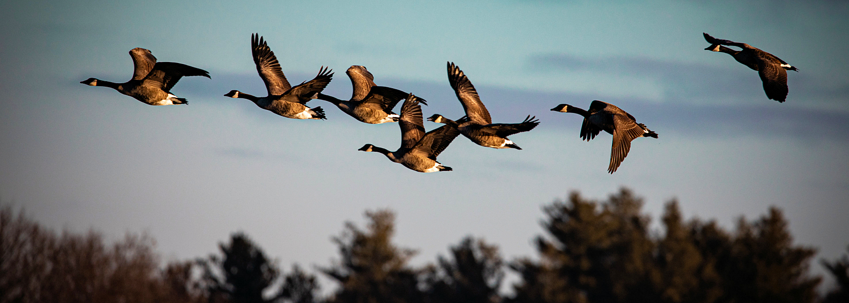 Canada Geese on the wing