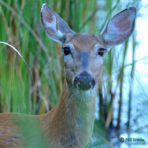 A Startled Deer
			