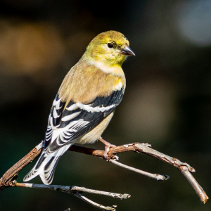 Goldfinch